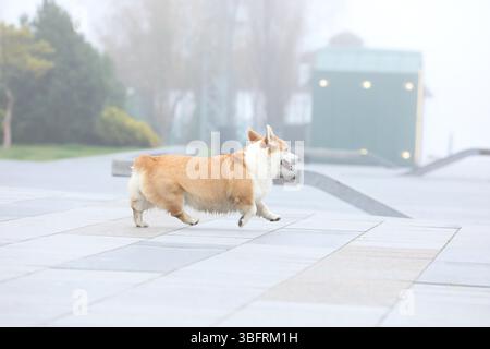 Pembroke walisischer Corgi spazieren durch die Stadt Stockfoto