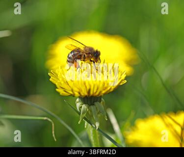 Kleine Biene auf dem hellgelben Löwenzahn im Garten Stockfoto