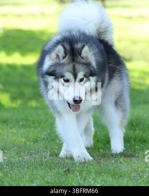 Wunderschönes alaska Malamute im Freien. Hund auf dem grünen Gras Stockfoto