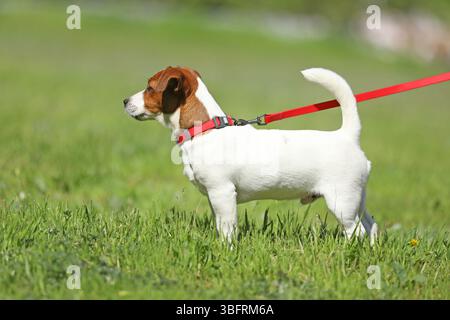Junger Jack russell Terrier, der draußen läuft Stockfoto
