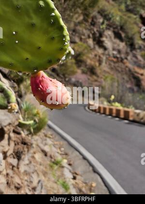 Nahaufnahme einer Kaktusfrucht (Opuntia Cactus), die entlang einer gewundenen Bergstraße auf Teneriffa, den Kanarischen Inseln, Spanien wächst Stockfoto