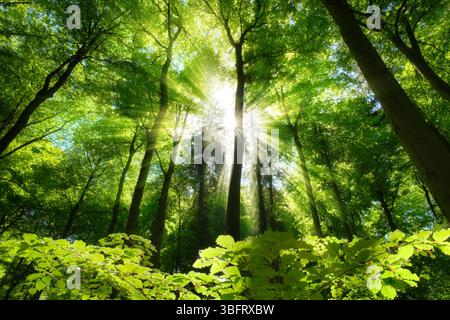 Malerische Waldlandschaft mit hellgrünen Blättern, Sonne und wunderschönen Lichtstrahlen. Hohe Buchen an einem schönen sonnigen Frühlingstag. Stockfoto