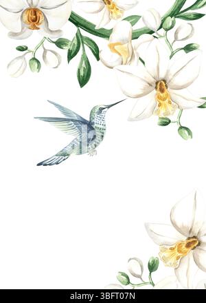 Fliegender Kolibri und weiße Orchideenblüten mit tropischen Lianen isolierte Illustration. Handgezeichneter tropischer Blumenrahmen von phalaenopsis. Aquarell Stockfoto