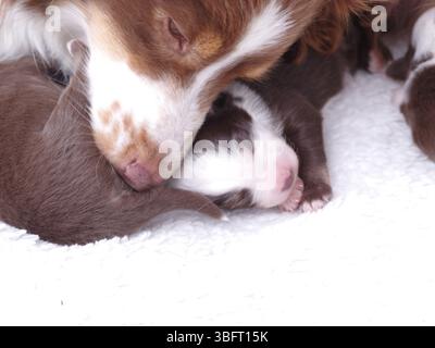 Mutterhund legt sich neben ihre Welpen Stockfoto