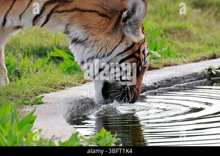 Ein Bengal Tiger (Panthera Tigris Tigris) in Drakenstein Löwenpark, Klapmuts, Kaps, Südafrika. Stockfoto