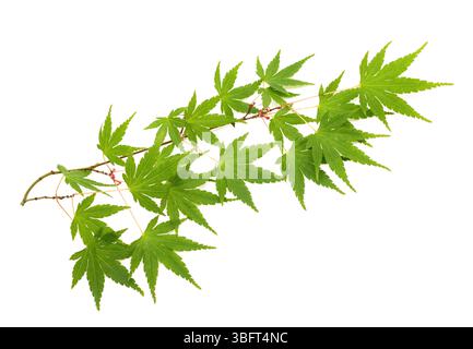 Japanischer Ahornzweig isoliert auf weiß Stockfoto