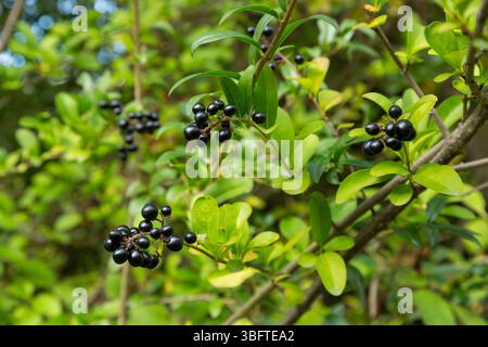Ligustrum vulgare, auch bekannt als Wild privet, ist ein Umweltschädling in Neuseeland Stockfoto