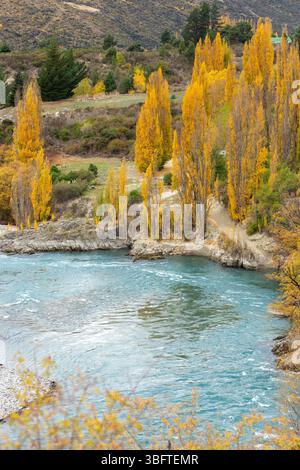 Spaziergang auf dem Peregrine Loop Track an einem Herbsttag, Gibbston Valley, Queenstown, Neuseeland Stockfoto
