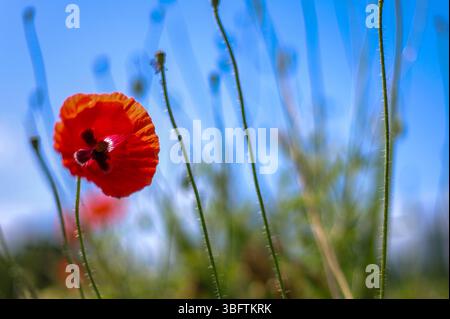 Sommerwetter im Botanischen Garten in Zagreb, Kroatien am 03. Juli 2025. Foto: Sanjin Strukic/PIXSELL Stockfoto