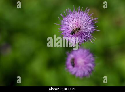 Sommerwetter im Botanischen Garten in Zagreb, Kroatien am 03. Juli 2025. Foto: Sanjin Strukic/PIXSELL Stockfoto