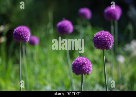 Sommerwetter im Botanischen Garten in Zagreb, Kroatien am 03. Juli 2025. Foto: Sanjin Strukic/PIXSELL Stockfoto