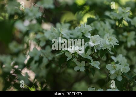 Sommerwetter im Botanischen Garten in Zagreb, Kroatien am 03. Juli 2025. Foto: Sanjin Strukic/PIXSELL Stockfoto
