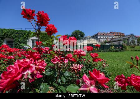 Sommerwetter im Botanischen Garten in Zagreb, Kroatien am 03. Juli 2025. Foto: Sanjin Strukic/PIXSELL Stockfoto