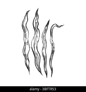 Hand gezeichneter Vektor Unterwasseralgen, Zweige einer Pflanze am Meeresgrund, Ozean, monochrome Illustration des Aquariumdekors, schwarz-weiße Skizze von Stock Vektor