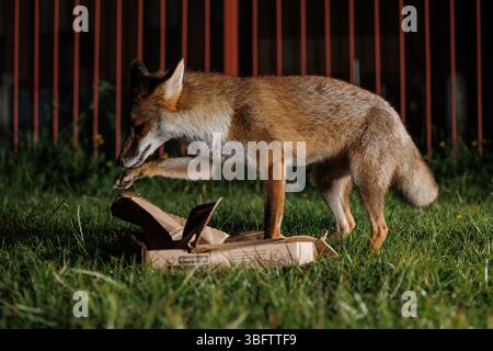 Stadtfuchs streift auf einem lokalen Spielplatz Stockfoto