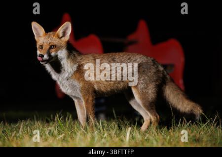 Stadtfuchs streift auf einem lokalen Spielplatz Stockfoto