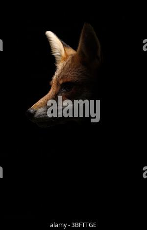Stadtfuchs streift auf einem lokalen Spielplatz Stockfoto