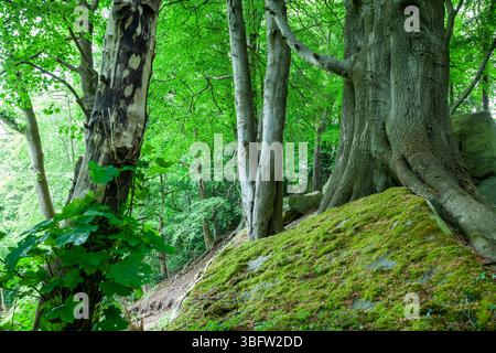 Sneaton Forest, North Yorkshire, England. Stockfoto