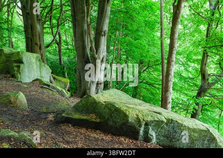 Sneaton Forest, North Yorkshire, England. Stockfoto