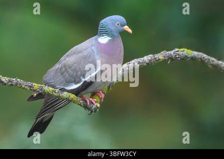 Gemeine Holztaube (Columba palumbus) aus Tiszaalpár, Ungarn Stockfoto