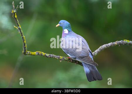 Gemeine Holztaube (Columba palumbus) aus Tiszaalpár, Ungarn Stockfoto