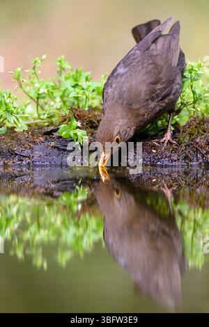 Weibliche Amsel (Turdus merula) trinken. Phopto aus Tiszaalpár, Ungarn. Stockfoto