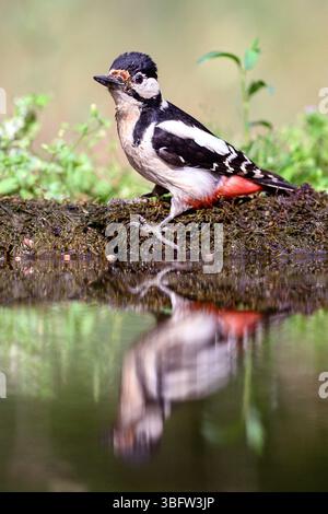Rotspecht (Dendrocopos Major, weiblich) aus Tiszaalpár, Ungarn. Stockfoto