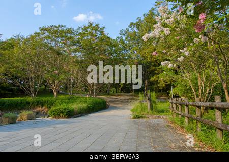 Park Pathway mit Crape Myrte in Bloom Stockfoto