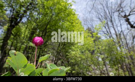In einem bewaldeten Gebiet, eine wilde Pfingstrose, die im Frühjahr rosa blühte und sich in der leichten Brise bewegte. Grüne Bäume im Hintergrund. Paeonia turcica. Stockfoto