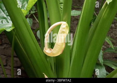 Die seltene und auffällige colocasia arbi Blume blüht aus der Taropflanze mit einer blassgelben Spaten und Spadix und verleiht Gärten exotischen Charme. Stockfoto