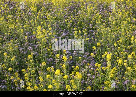 Gelbe und blaue Blüten auf der Wiese Stockfoto