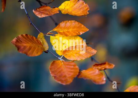 Herbstwald, orange Herbstfarben, Blätter in Orange und Braun oder Gold. Stockfoto