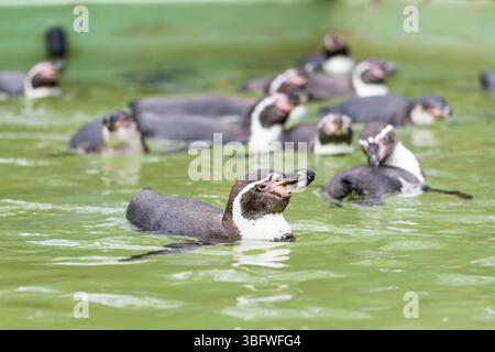 Humboldt-Pinguin schwimmen im Wasser, Pinguinporträt. Stockfoto