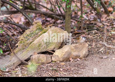 Kleiner Spatzen, der auf dem Stein im Herbstwald sitzt und auf Nahrung wartet. Brauner Hintergrund. Stockfoto