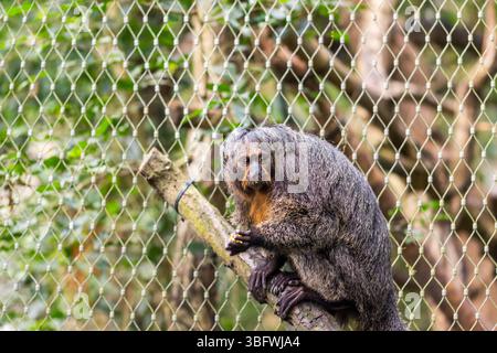 Der Pithecia-Affe sitzt auf dem Zweig neben dem Baum. Stockfoto