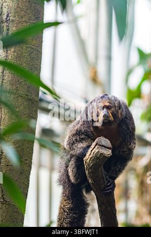 Der Pithecia-Affe sitzt auf dem Zweig neben dem Baum. Stockfoto