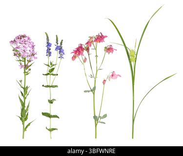 Süße Rakete, speedwell, Aquilegia und Grays Segge Stockfoto
