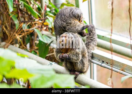 Der Pithecia-Affe sitzt auf dem Zweig neben dem Baum. Stockfoto