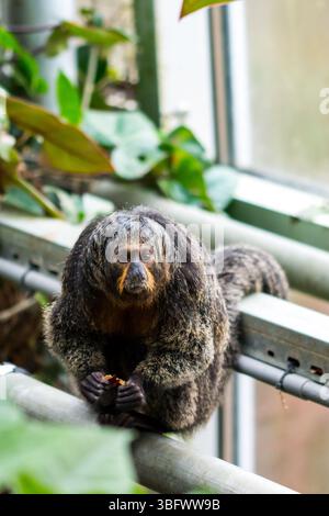Der Pithecia-Affe sitzt auf dem Zweig neben dem Baum. Stockfoto