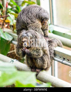 Der Pithecia-Affe sitzt auf dem Zweig neben dem Baum. Stockfoto