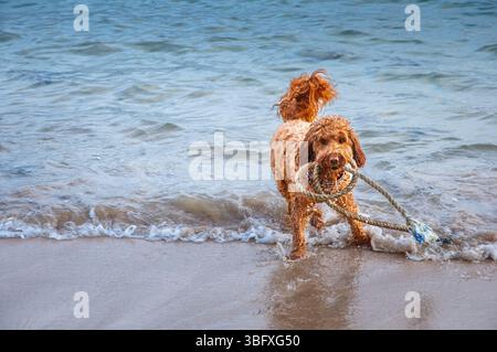 Ein brauner Hund mit lockigen Haaren steht im flachen Wasser am Strand und hält stolz ein Seilspielzeug im Mund und genießt einen verspielten Moment am Meer. Stockfoto