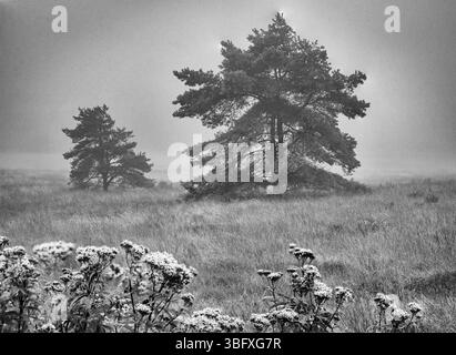 Ein Schwarzweiß-Landschaftsfoto fängt eine ruhige, nebelige Szene ein. Im Vordergrund sind Wildblumenhaufen mit zarten Blüten im Vordergrund Stockfoto