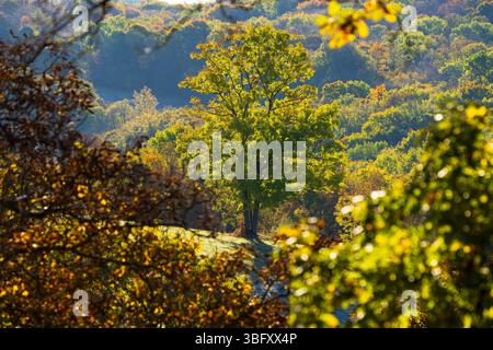 Grüner Baum in einem bunten Herbstwald in Silica, Slowakei, in der Region Roznava, Kosicky kraj Stockfoto