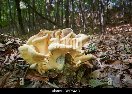 Meripilus giganteus ist ein sehr leckerer Pilz aus Mitteleuropa. Stockfoto