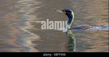 Ein doppelwandiger Kormoran schwimmt durch ruhiges Wasser, sein schlanker Körper und der hakenförmige Segel reflektieren sich in plätscherndem Licht auf einer friedlichen, goldfarbenen Oberfläche. Stockfoto
