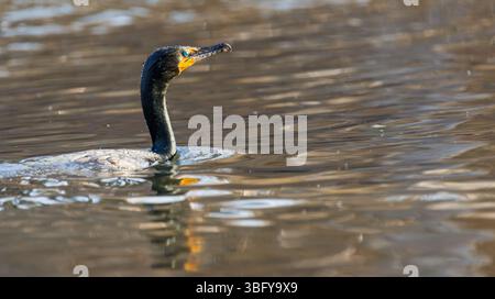 Ein Kormoran gleitet durch ruhiges Wasser, sein eleganter schwarzer Körper und der Hakenschnabel reflektieren sich in goldenen Wellen, während er an einem ruhigen Tag die Umgebung umsieht Stockfoto