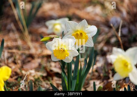 Leuchtend gelbe und weiße Narzissen blühen im Frühjahr und heben sich von trockenen Blättern und Böden ab. Stockfoto