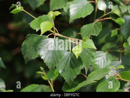 Nahaufnahme der Blätter der Silberbirke (Betula pendula). Stockfoto