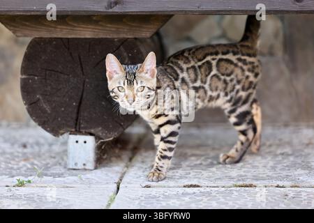 Nahporträt eines jungen bengalischen Kätzchens, das auf einer Terrasse steht. Ihr wunderschöner rosettierter Mantel und ihr wacher Blick spiegeln ihre wilde und doch elegante Natur wider Stockfoto