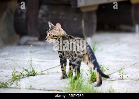 Nahporträt eines jungen bengalischen Kätzchens, das auf einer Terrasse steht. Ihr wunderschöner rosettierter Mantel und ihr wacher Blick spiegeln ihre wilde und doch elegante Natur wider Stockfoto